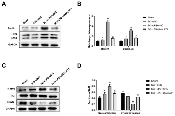 Low-dose LPS activates autophagy and Nrf2 nuclear translocation by upregulating MALAT1 in the in vivo SCI model.