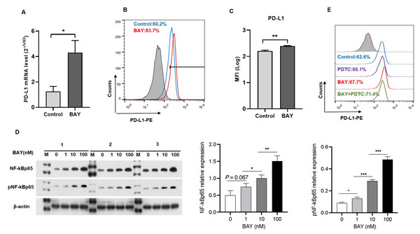 Adenosine 2b receptor (A2BR) promoted programmed death-ligand 1 (PD-L1) expression via the nuclear transcription factor-kappa B (NF-κ B) pathway in oral squamous cell carcinoma (OSCC) cells.
