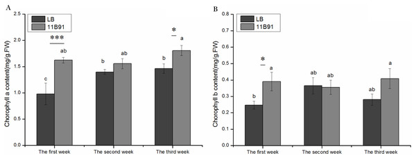 Effects of 11B91 on the leaf chlorophyll a content (A) and leaf chlorophyll b content (B) of quinoa.
