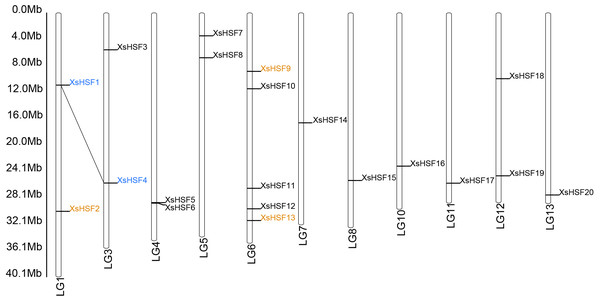 Chromosomal location and duplicated gene pairs of XsHSF genes.