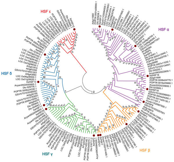 Phylogenetic tree of HSF transcription factors from Xanthoceras sorbifolium, Dimocarpus longan, Acer yangbiense, Populus trichocarpa, Oryza sativa, and Arabidopsis thaliana.
