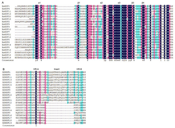 Multiple sequence alignment of HSF proteins in X. sorbifolium.