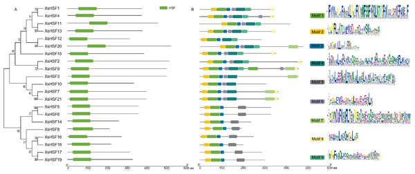 Conserved domains and motif analysis of XsHSF proteins in X. sorbifolium.