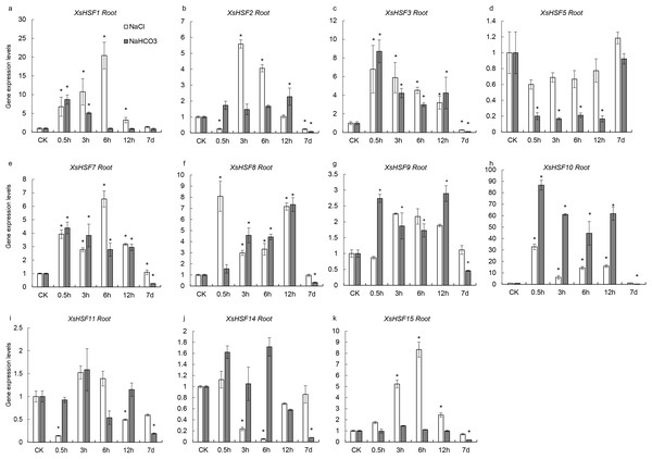 Expression analysis of fifteen selected XsHSFs in roots upon different treatments.