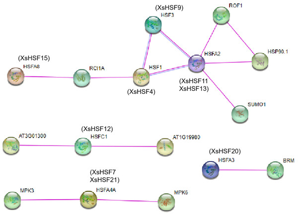 Interaction networks of seven XsHSF proteins in X. sorbifolium according to the orthologs in Arabidopsis.