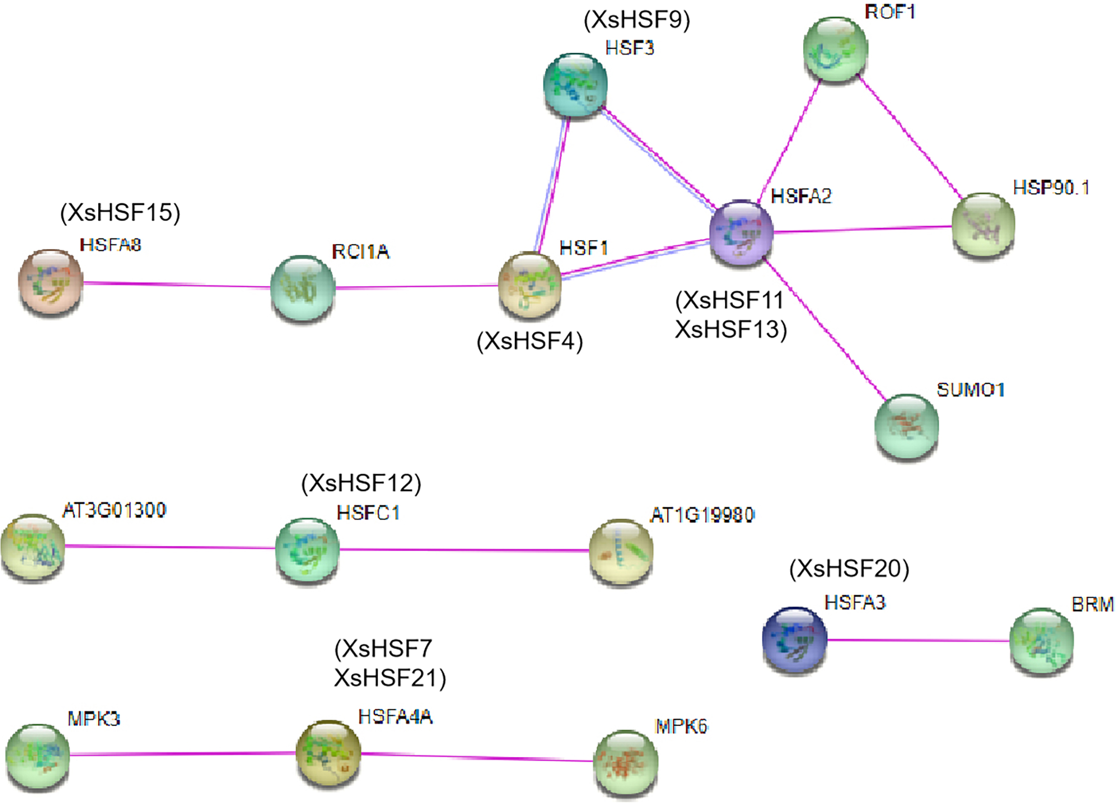 Genome-wide analysis of the heat shock transcription factor family