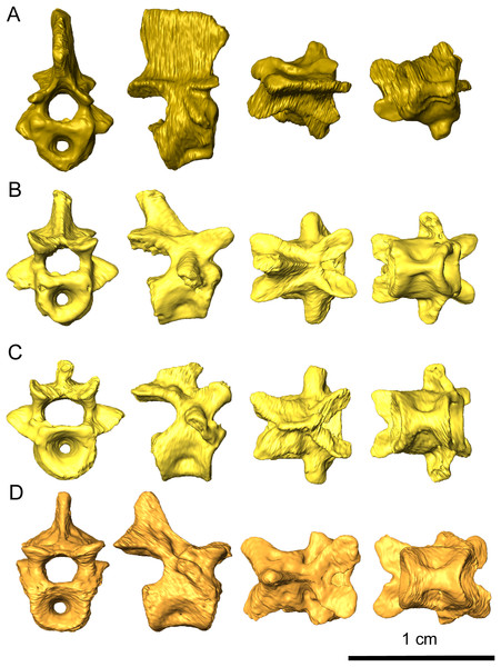 Representative vertebrae of Delorhynchus cifellii, OMNH 73515 in anterior, lateral, dorsal, and ventral views.