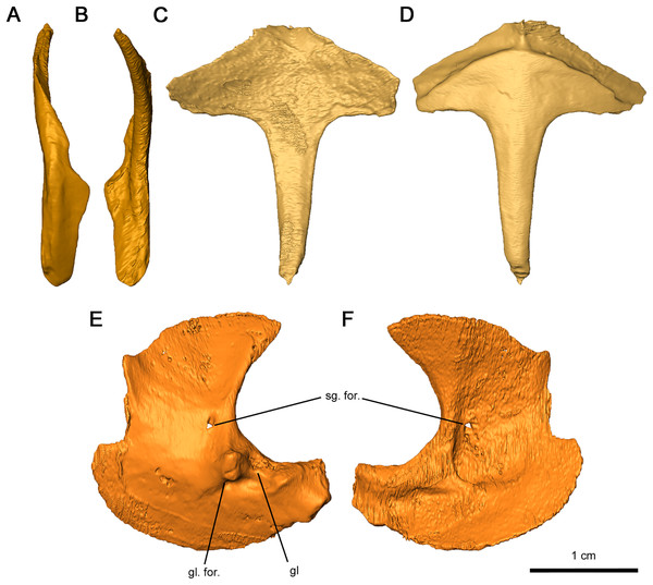 Shoulder girdle elements of Delorhynchus cifellii, OMNH 73515.