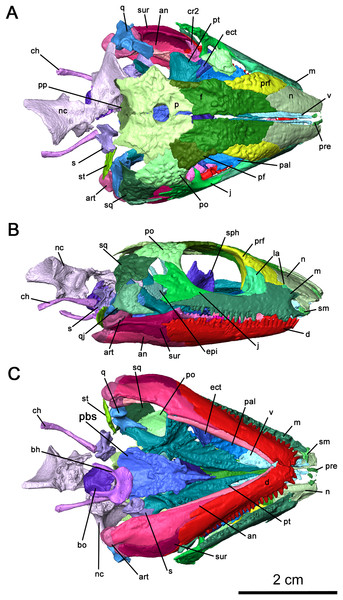 Cranial material of Delorhynchus cifellii, OMNH 73515.