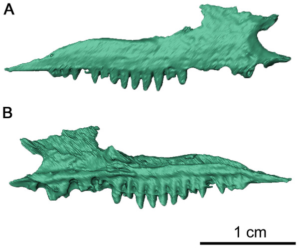 Right maxilla of Delorhynchus cifellii, OMNH 73515.