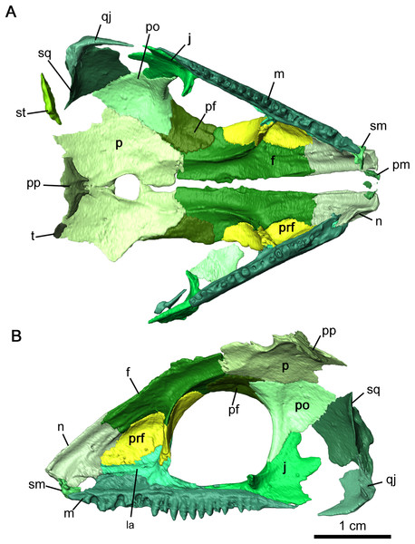 Internal view of skull roof of Delorhynchus cifellii, OMNH 73515.