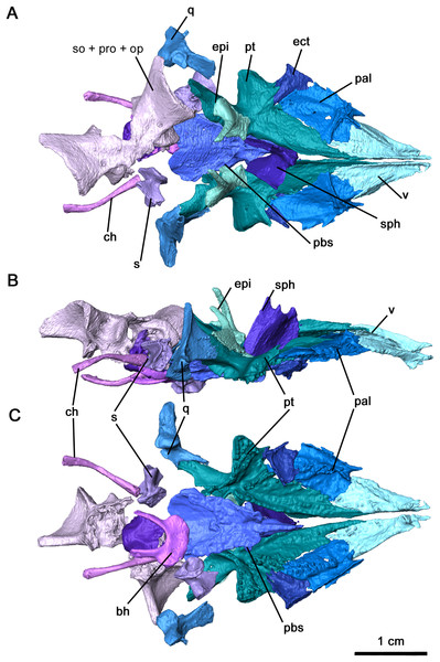Palate and braincase of Delorhynchus cifellii, OMNH 73515.