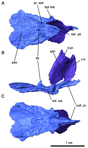 Parabasisphenoid and sphenethmoid of Delorhynchus cifellii, OMNH 73515.
