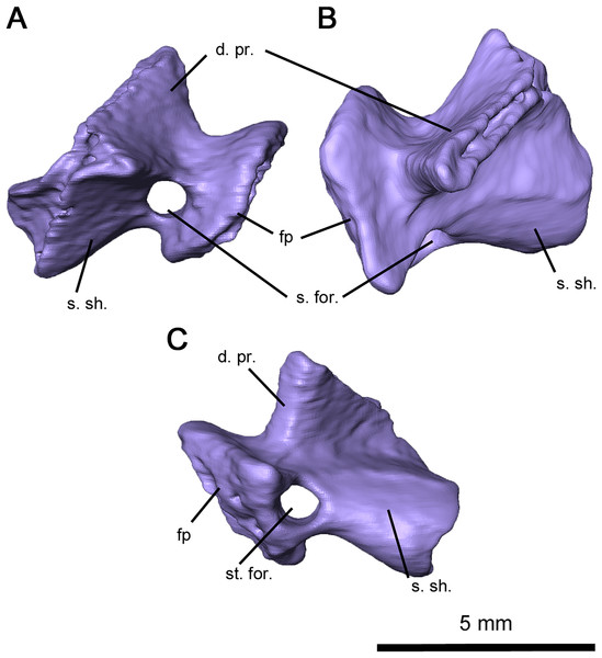 Right stapes of Delorhynchus cifellii, OMNH 73515.