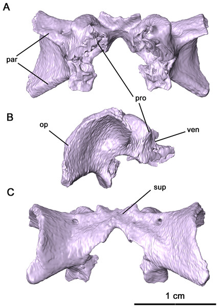 Supraoccipital-prootic-opisthotic complex of Delorhynchus cifellii, OMNH 73515.