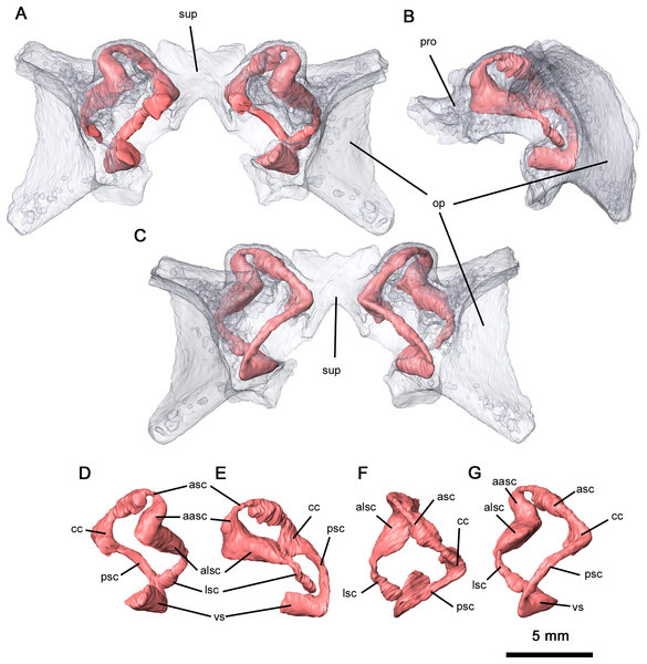 Semicircular canals of Delorhynchus cifellii, OMNH 73515.