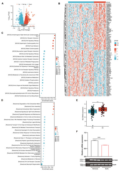 SLC39A8 expression was downregulated in PH patients and mouse PH models.