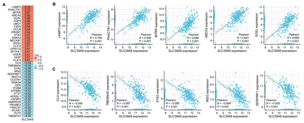 Correlation analysis of all DEGs and SLC39A8.