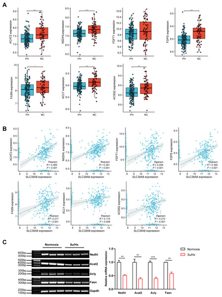 Verification of hub genes expression at the mRNA level.