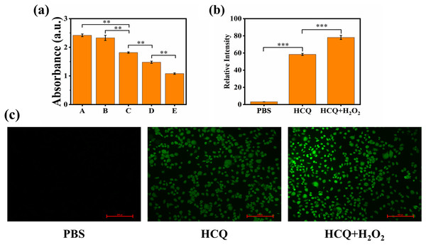 (A) Extracellular chemodynamic activity of HCQ NPs (A, PBS; B, HCQ; C, HCQ+H2O2 2 nM; D, HCQ+H2O2 4 nM; E, HCQ+H2O2 6 nM); (B) Fluorescence quantitative results of (C); (C) MDA-MB-231 cells incubated with PBS, HCQ, and HCQ+H2O2 after 24 h.