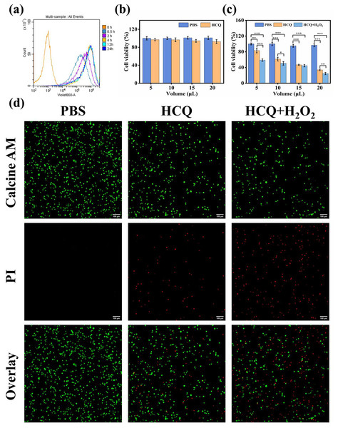 (A) Flow cytometric results of HCQ NPs at different incubation times; (B) CCK8 assay results of LO2 cells. Survival ratio of cells after treatment with PBS and HCQ NPs at different concentrations (5, 10, 15, and 20 μL represent Cu:Qu = 100 μM:50 μM, 190 μM:95 μM, 274 μM:137 μM, and 350 μM:175 μM); (C) CCK8 assay results of MDA-MB 231 cells. Survival ratio of cells after treatment with PBS, HCQ NPs and HCQ NPs+H2O2 at different concentrations (5, 10, 15, and 20 μL represent Cu:Qu = 100 μM:50 μM, 190 μM:95 μM, 274 μM:137 μM, and 350 μM:175 μM); (D) Calcein AM and PI co-stained images of MDA-MB-231 cells incubated with different treatment groups.