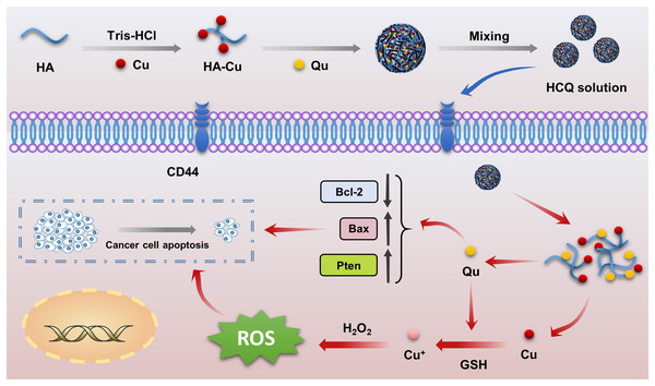 Schematic illustration of the preparation of HCQ NPs as a versatile nanoplatform for efficient synergistic chemotherapy.