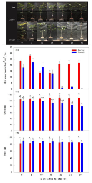 Changes in visual appearance of Prunus sargentii seedlings (A) soil water content (B) shoot (C) and root (D) fresh weight drought stress conditions during treatment time.