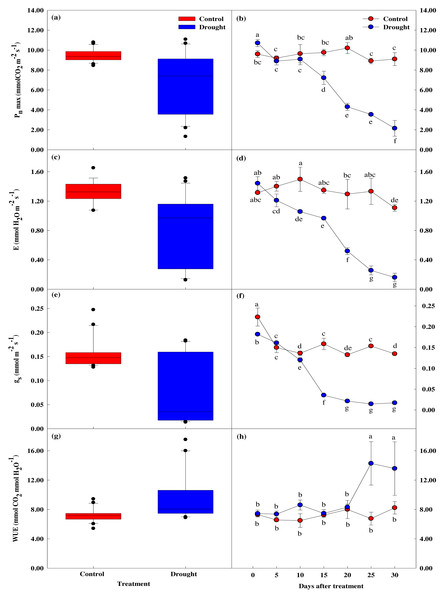 Variations of photosynthetic characteristics under control and drought stress of Prunus sargentii.