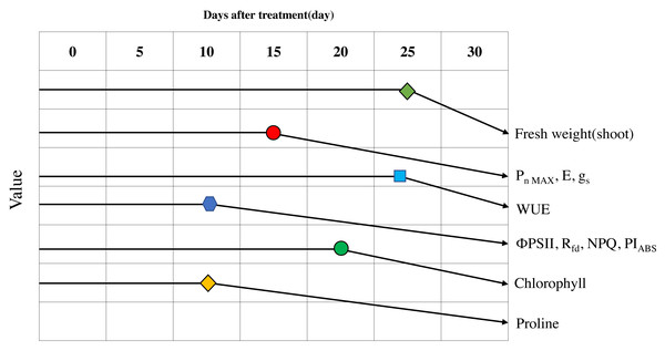 Schematic diagram of the changes of major parameters during progressive treatment time under drought stress condition.