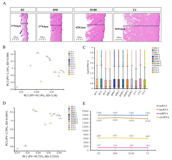  Descriptive statistical analysis of pig skin development during D3, D90, D180, and Y3 stages.