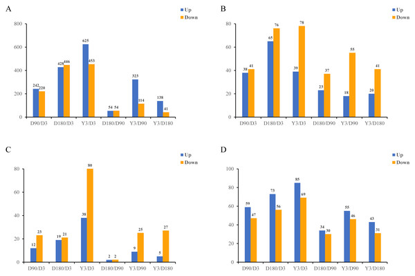  Identification of differentially expressed mRNAs (A), lncRNAs (B), miRNAs (C), and circRNAs (D) at different developmental stages.