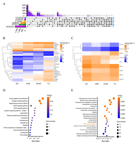  Functional analysis of differentially expressed mRNAs.