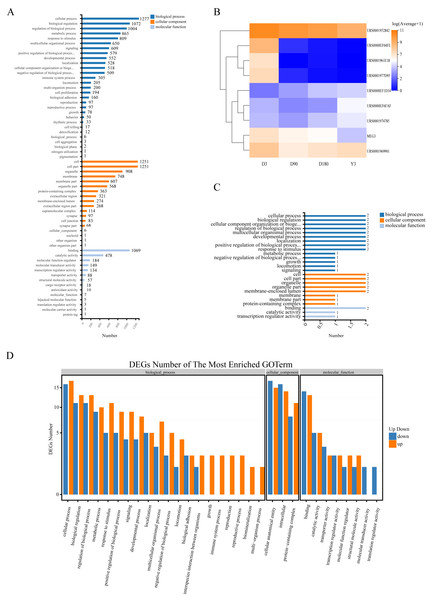  Function of target genes of differentially expressed non-coding RNAs.