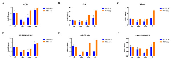  Validation of mRNA (A–B), lncRNA (C–D), miRNA (E), and circRNA (F) data by qRT-PCR.