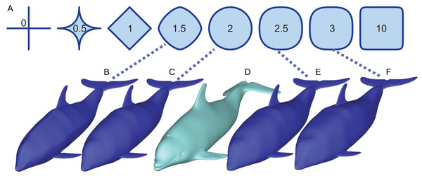 How superellipses of different exponent values are used to bracket the true volume of a marine vertebrate.