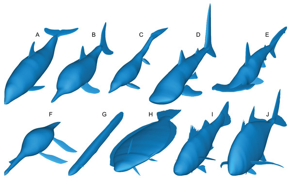 Range of body morphologies modelled by Paleomass.
