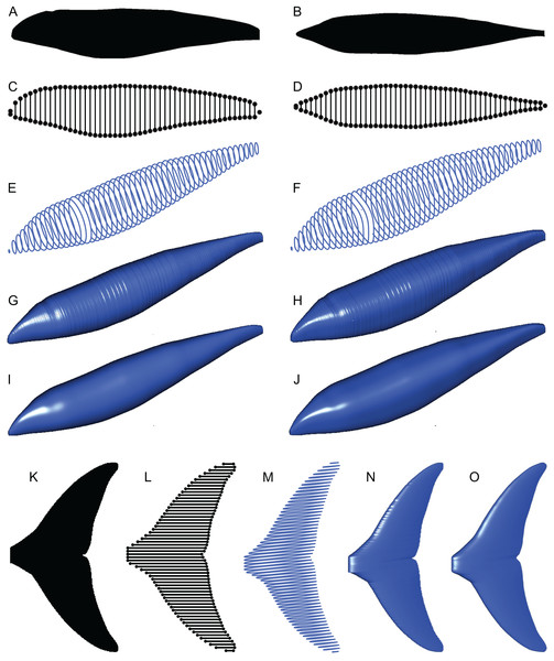 Computation process of main body and fin/flipper 3D meshes with examples from Cephalorhynchus heavisidii.