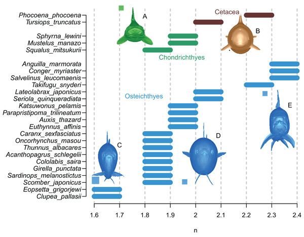 Optimal superelliptical exponents for 25 species of extant marine vertebrates, with coronal views of five species.