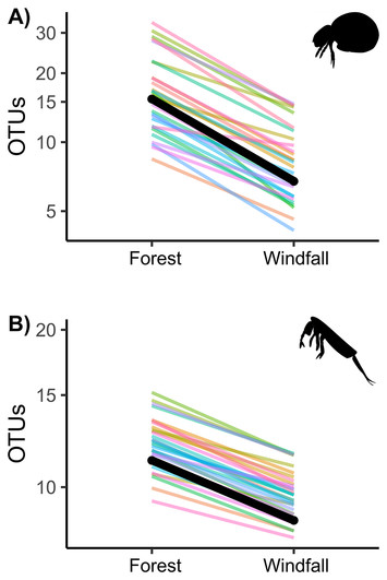 Impact of forest disturbance on microarthropod communities