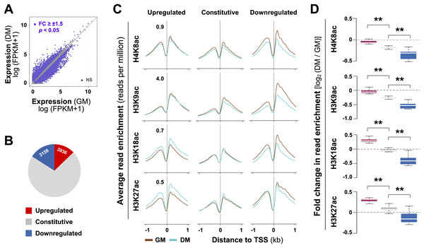 Residue-specific histone acetylation in myogenic expression.