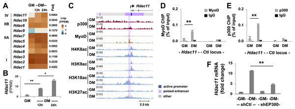 Characterization of p300-associated Hdac11 locus in differentiating myoblasts.