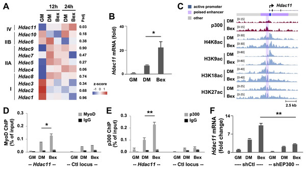 RXR-selective signaling enhances Hdac11 gene expression.