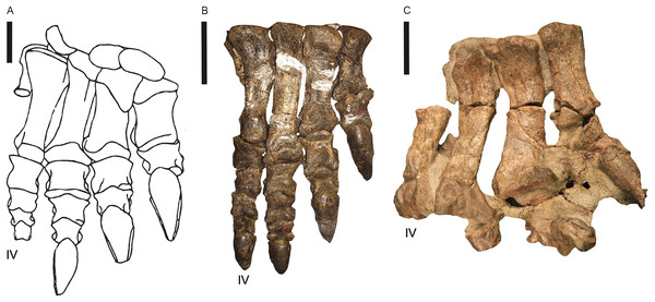 Pes of three lower Elliot Formation sauropodomorphs.