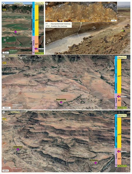Field views of the large tetradactyl track sites showing their stratigraphic context and the position of the track-bearing surfaces within the lower Elliot Fm.