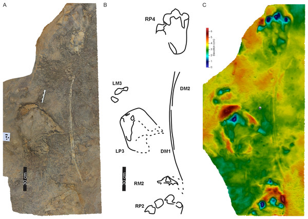 Drag traces, DM1 and DM2, associated with Phuthiatsana trackway PT1.