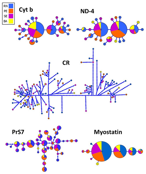Genealogical relationships among the haplotypes of Lutjanus alexandrei for the loci used in the present study and their geographic distribution (Cyt b, Cytochrome b; ND-4, NADH dehydrogenase subunit 4; CR, Control Region; PrS7, Intron 1 of the S7 ribosomal protein; Myostatin, intron 1 of the Myostatin).