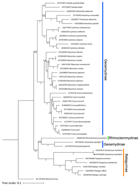 Unified Bayesian (BA) phylogenetic tree based on the concatenated DNA sequences of 13 PCGs of 42 Geoemydidae species elucidating the evolutionary relationship and placement of G. hamiltonii.