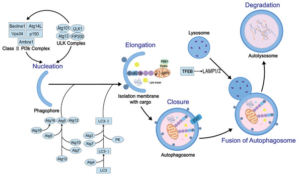 The general process of autophagy and its regulation in cells.