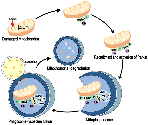 Mitophagy pathway in alcohol injury.