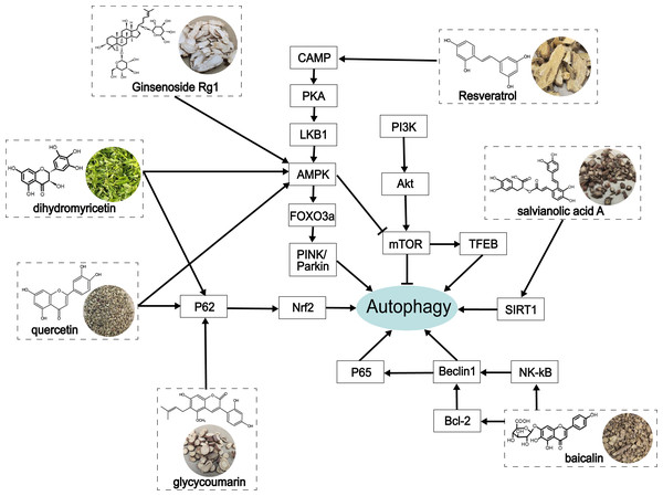 The role of traditional Chinese herbal extracts on autophagy in treating ALD.
